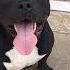 American Bully Brasil Black