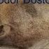Let S Read Mr Prohartchin By Fyodor Dostoevsky Audiobook