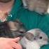 Look At All Those Chickens I Mean Chinchillas