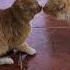 Cat Fight Over Territory