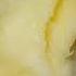 V Bwitch Said Take A Bite Of This Apple And I Did Shorts