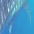 Amazing Footage Whale Shark Feeding On Plankton In Mexico S Coast