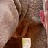Rhino Baby Gronk Full Episode Secrets Of The Zoo Tampa Nat Geo Animals