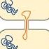 Transformation Transduction And Conjugation Horizontal Gene Transfer In Bacteria