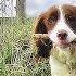 Dog Walking TV Virtual Dog Walk Coastal Path
