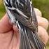 Black And White Warbler Bird