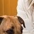 The Dog Whisperer With Farley Archer Rescue Dogs