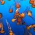 2 Hours Of Jellyfish To Study Relax Work To Lofi Hip Hop Monterey Bay Aquarium Krill Waves Radio
