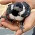 Follow Me On ïg Andrea Pappa To Not Miss The Updates Of My Animals Gazzaladra Pullo