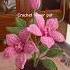 How To Crochet Flower Pot Part 1 Lilyrosy Crocheteasyflower Crochetpattern Crochet