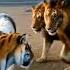 Tiger Vs Lion Disturbing