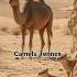 Earth S Tasta Golden Desert Story Of Sahara Saharadesert