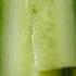 Making Instant Pickles With A Vacuum Chamber