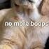 Booping My Dog Too Many Times