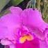 Pink Cattleya Orchids