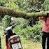 The Girl Cut Down The Tree To Build A House Her Husband Began To Carry Out His Evil Intentions