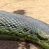 Anaconda Snake In Jungle PART 6 Snake Shorts Python Snakes Nagin Anaconda Bigsnake