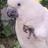 Cockatoos Smart Kakatu Ka Kamaal Ab Tote Bhi Auzaaron Ka Set Istemaal Karte Hain In Hindi