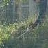 Working On A Temporary Enclosure For Our Asian Water Monitor Pets Reptiles Diy Blackdragon