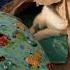 Stealthy Cat Thinks He S Stealthy