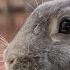 DAILY RABBIT CARE