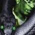 Young Thug Booka Official Audio Leaked