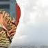 Burkina Faso Strikes BLACK GOLD The Oil Project That Will SHOCK The World
