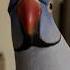 You Have Been Lic Tested Birds Love Wellness Kindness Parrot Pets Bird Comedy
