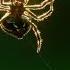 Amazing Spider Baffles Scientists With Huge Web The Hunt BBC