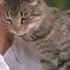 Fresh Step Scoop Cat Litter Whhhaaat Commercial 1995