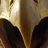 Bald Eagle Screech Sound Effect Enhanced Quality Reverb