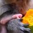 OhMyGodGod This S Unbelievable Story Monkey Youngest Mom Golda H Rdly Sellects Mango Or BB BB Felt