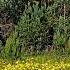 THE HEALING EFFECT OF BIRDS SINGING IN THE SPRING FOREST WILL HELP THE HEART AND NERVOUS SYSTEM