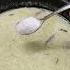 Tasty Chapati Side Dish Soya Vellai Kurma Delicious Soya Chunks White Kurma