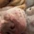 Американский булли и щенок американского булли играют вместе American Bully Dog