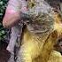 Huge Alligator Snapping Turtle American Alligatorsnappingturtle Reptile Zoo Livingthedream