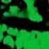 GREEN ORXNGE X Send 1 S X N D E S