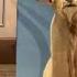 Deer Statue On Wall Shorts Italy Deer Baricella Statue Alcott Outing