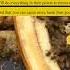 Before Introducing Any Foreign Food Inside A Hive Keep In Mind That Bees Will
