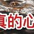黨媒發文焦急萬分 中共真心虛了 一旦美國決定下架中概股 第一天會普跌多少 剛簽大單即遭禁令 騰訊被騙