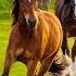 Horses Nature BEAUTIFUL MUSIC Лошади Природа Красивая музыка