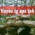 Hewan Lucu Lagi Asik Genjot Genjotan