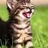 Как мяукает котенок Звук для твоего питомца Включи и наблюдай Kitten Sound животные котята
