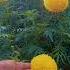 Flowers Folksong Song Dj Folk Telugusongs Nature Youtube Youtubeshorts Shorts Shortvideo