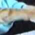Play Him Off Keyboard Cat