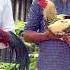 Kattusevalsandai Nattukozhivalarpu Nila Rooster Keeri Mettur Peruvedai Seval Mybaby Sembai