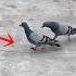 Foryou Pigeon Trending Viralvideo Fyp