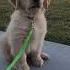 Golden Retriever S Unlucky Day Funny Dog