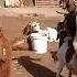 تزاوج الماعز Goat Mating فرج فارم