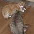 Воспитатель Cat веселыекоты кот прикольныекоты кошка видосыоткота красиваякошка котик